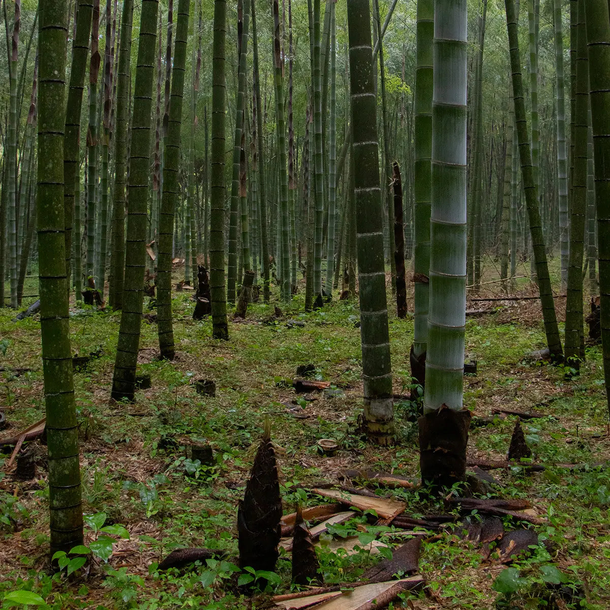 Carvao Ativado de bambu Takesumi da Aromandise