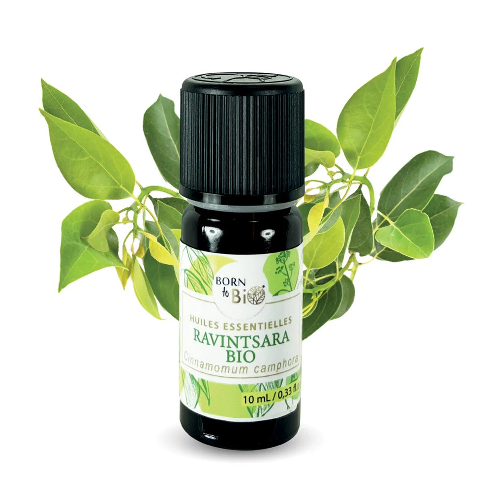 Óleo Essencial Biológico Ravintsara (Cinnamomum camphora) da Born to Bio 10ml