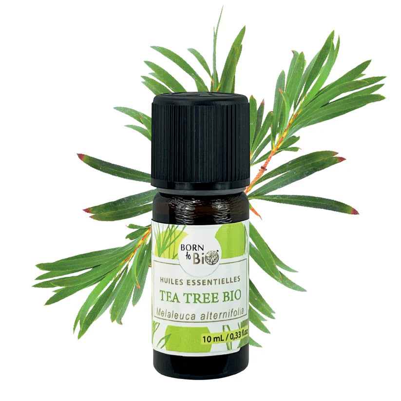 Óleo Essencial Biológico Tea Tree (Melaleuca alternifolia) 10 ml