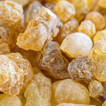 Incenso (Boswellia serrata) usado no óleo Essencial Biológico  da Born to Bio 