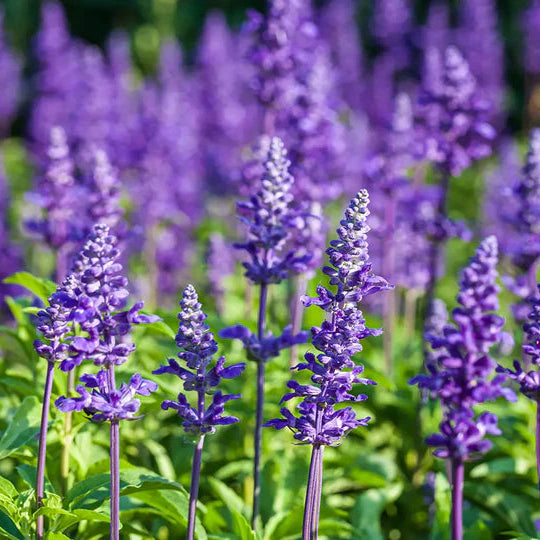 Lavanda usada no Óleo Essencial Biológico da Born to Bio