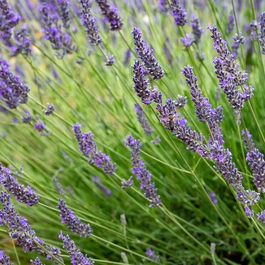 Lavandin Super (Lavandula hybrida) usado no Óleo Essencial Biológico  da Born to Bio 