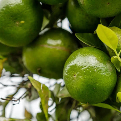 madarina verde biológica usada no óleo essencial da Born to Bio