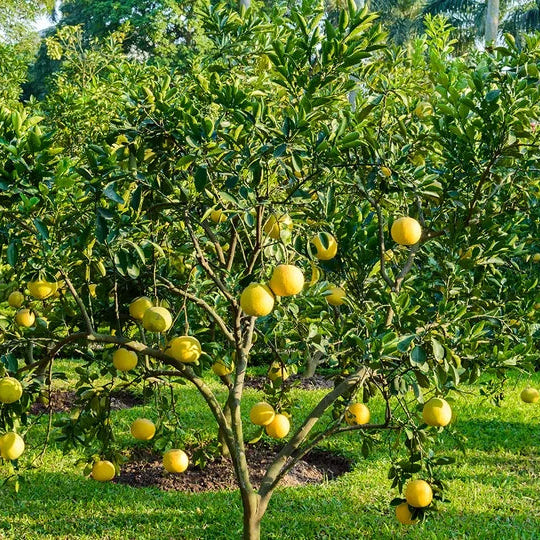 Toranja (Citrus paradisii) usado no Óleo Essencial Biológico da Born to Bio 