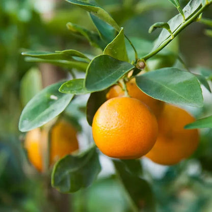 Laranja Doce usada no Óleo Essencial Biológico da Born to Bio