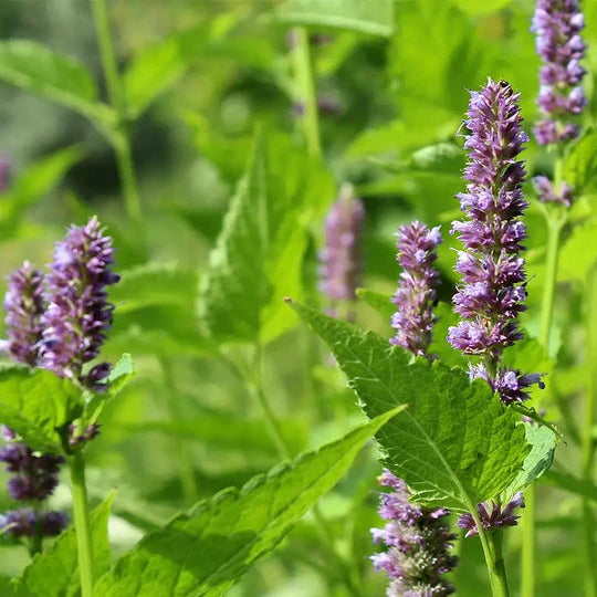 Patchouli (Pogostemon cablin) usado no Óleo Essencial Biológico da Born to Bio