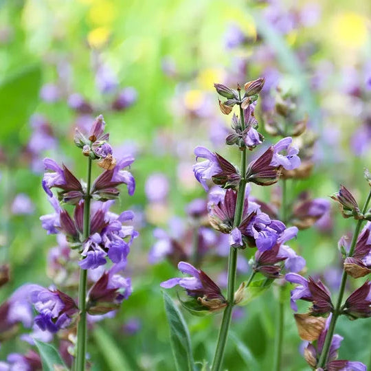 Sálvia Esclareia (Salvia sclarea) usado no Óleo Essencial Biológico  da Born to Bio 5 ml