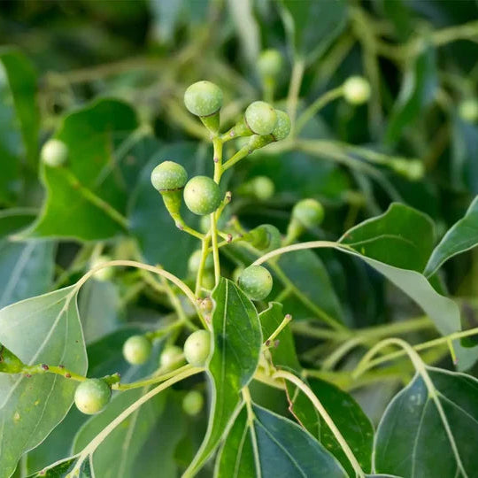  Ravintsara (Cinnamomum camphora usado no Óleo Essencial Biológico) da Born to Bio 