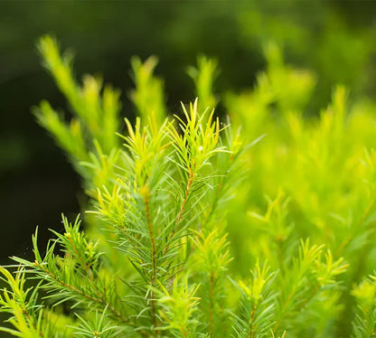 Tea Tree (Melaleuca alternifolia) usado no Óleo Essencial Biológico da Born to Bio