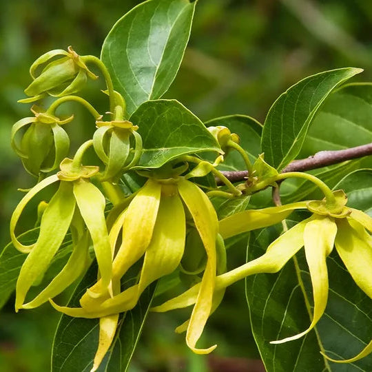  Ylang Ylang Completo usado no Óleo Essencial Biológico da Born to Bio